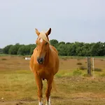 Szálloda Mimosa 4*