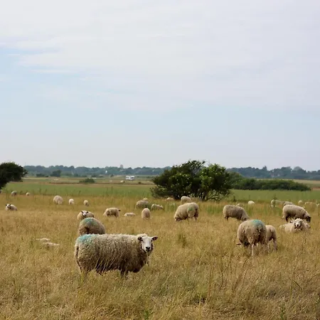 Mimosa Вестерланд