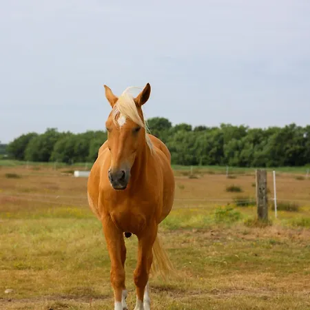 Отель Mimosa 4*