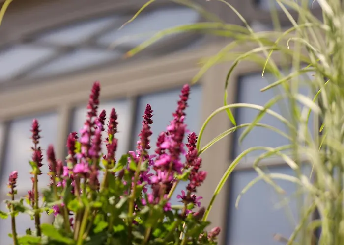 Mimosa 4* Westerland