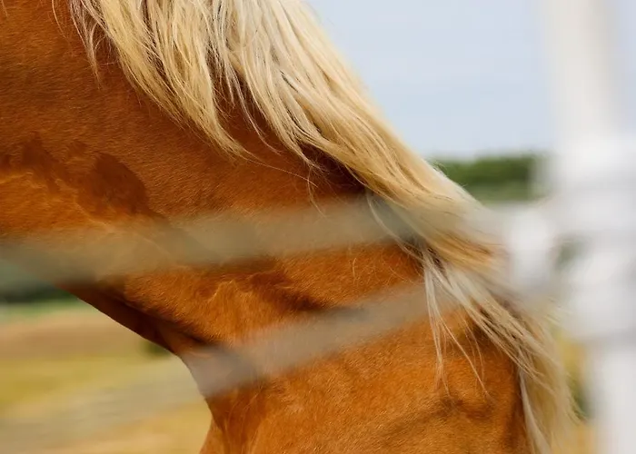 Hotel Mimosa Westerland